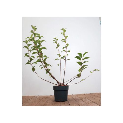 Viburnum bodnantense 'Dawn', Duft-Schneeball, rosa Blüten, 60–80 cm