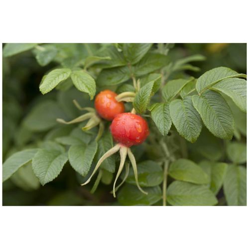 Rosa rugosa, Apfelrose, 40–60 cm, duftend