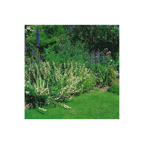 Sisyrinchium striatum, Gelbäugige Graslilie, ca. 9x9 cm Topf