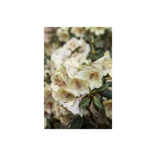 Rhododendron Hybr. 'Viscy', Rhododendron, 30–40 cm
