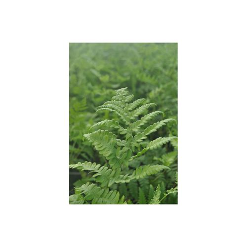 Thelypteris palustris, Sumpffarn, ca. 9x9 cm Topf