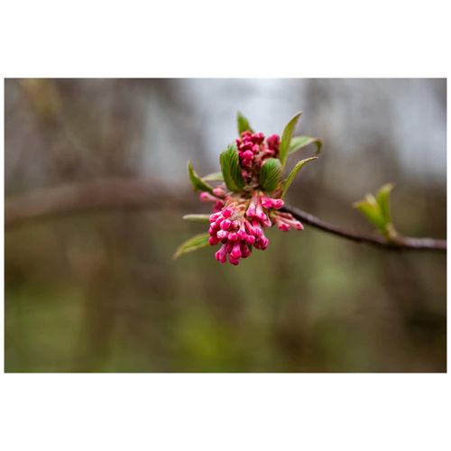 Viburnum bodnantense 'Dawn', Duft-Schneeball, rosa Blüten, 125–150 cm