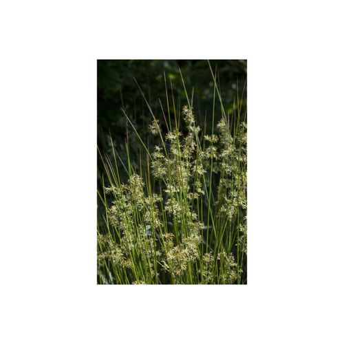 Juncus effusus, Flatter-Binse, ca. 9x9 cm Topf