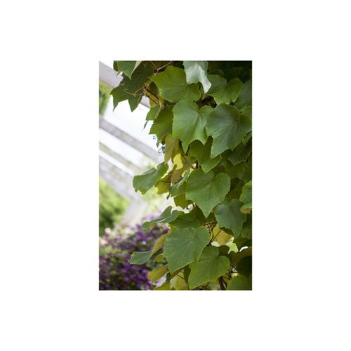 Vitis vinifera coignetiae, Zierwein, 60–100 cm