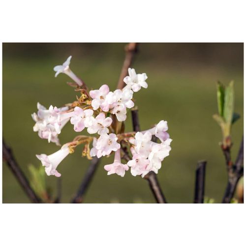 Viburnum bodnantense 'Charles Lamont', Duft-Schneeball, rosa, 60–80 cm