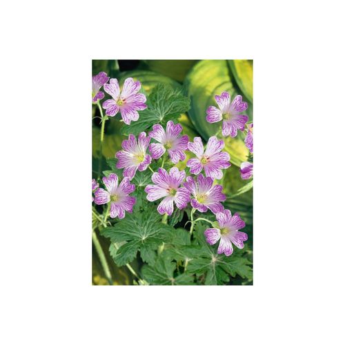 Geranium versicolor, Storchschnabel, weiß-rosa, ca. 9x9 cm Topf