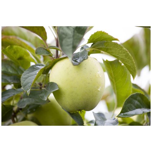 Malus 'Weißer Klarapfel', Apfelbaum, 150–200 cm