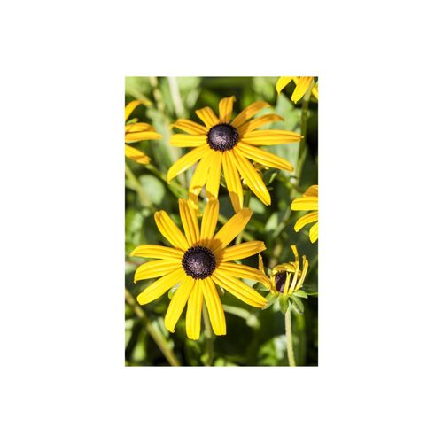 Rudbeckia fulgida 'Goldsturm', Sonnenhut, gelb, ca. 9x9 cm Topf