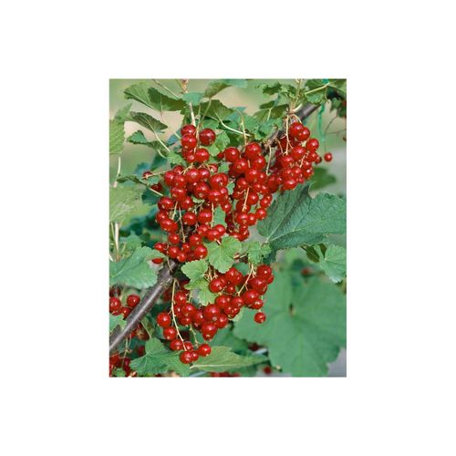 Ribes rubrum 'Jonkheer van Tets', Rote Johannisbeere, 30–40 cm