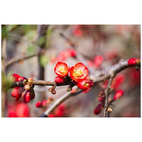 Chaenomeles 'Crimson and Gold', Zierquitte, rot-gelb, 40–60 cm