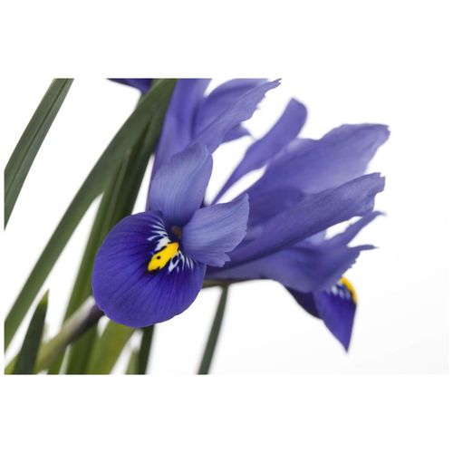 Iris versicolor, Blauflagge, violett, ca. 9x9 cm Topf