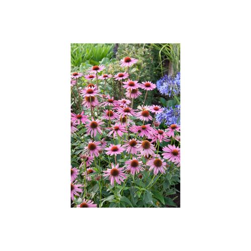 Echinacea purpurea 'Rubinstern', Sonnenhut, rubinrot, ca. 9x9 cm Topf