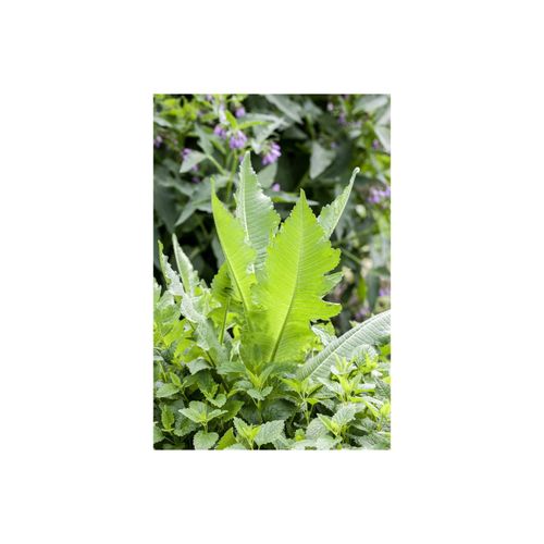 Dipsacus sativus, Weberkarde, ca. 9x9 cm Topf