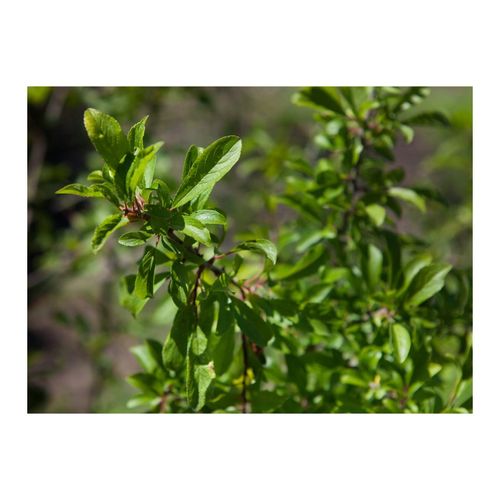 Prunus spinosa, Schlehdorn, 40–60 cm, dornig, heimisch