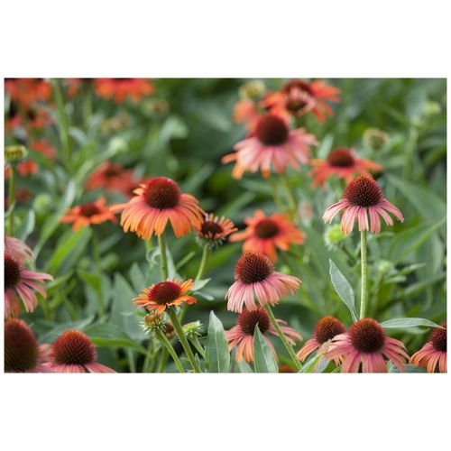 Echinacea purpurea, Sonnenhut, rosa, ca. 9x9 cm Topf