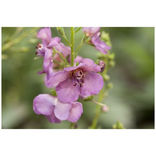 Verbascum phoeniceum 'Violetta', violett, ca. 9x9 cm Topf