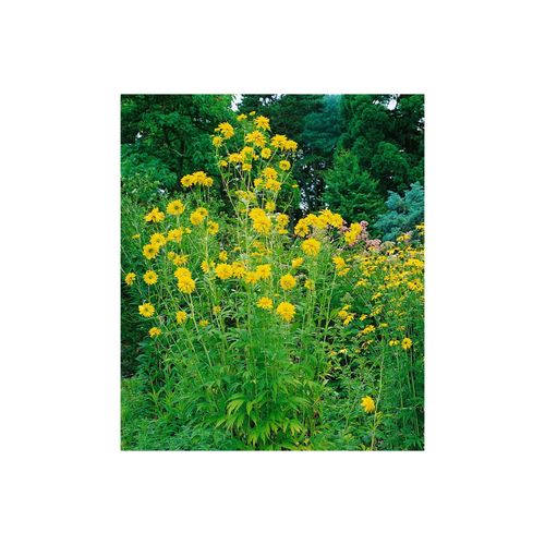 Rudbeckia laciniata 'Goldquelle', Sonnenhut, gelb, ca. 9x9 cm Topf