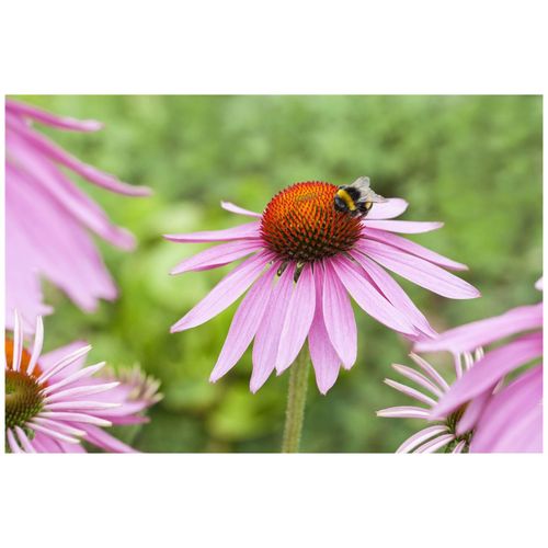 Echinacea purpurea 'Magnus', Sonnenhut, rosa, ca. 9x9 cm Topf