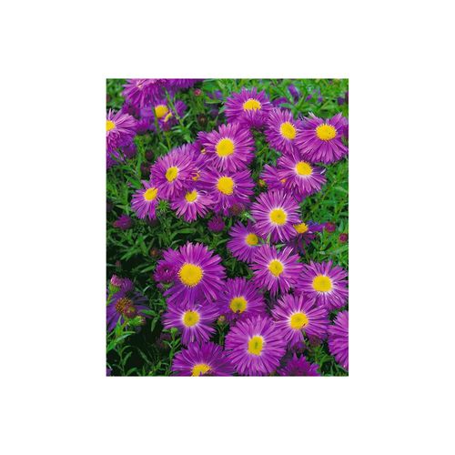 Aster novi-belgii 'Violetta', Glattblatt-Aster, violett, ca. 11x11 cm Topf