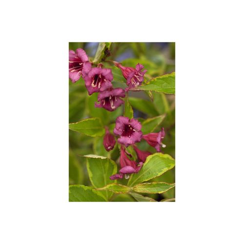 Weigela florida 'Brigela' -R-, Weigelie, buntlaubig, 40–60 cm