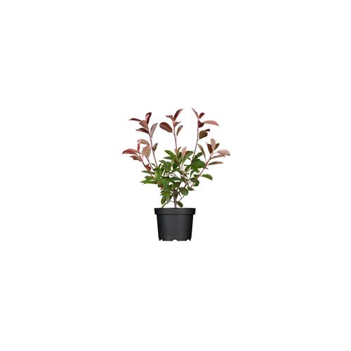 Photinia fraseri 'Red Robin', Glanzmispel, rot, 40–60 cm