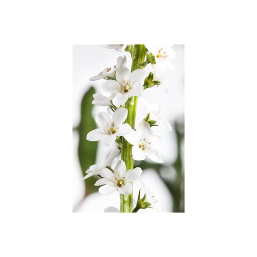Lysimachia clethroides, Entenschnabel, weiß, ca. 9x9 cm Topf