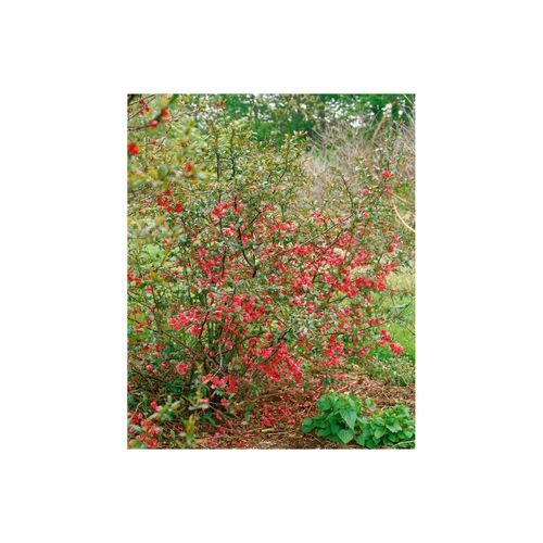 Chaenomeles 'Rubra', Zierquitte, rot, 40–60 cm
