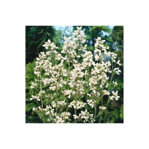 Heuchera x brizoides 'Schneewittchen', Purpurglöckchen, weiß, ca. 9x9 cm Topf