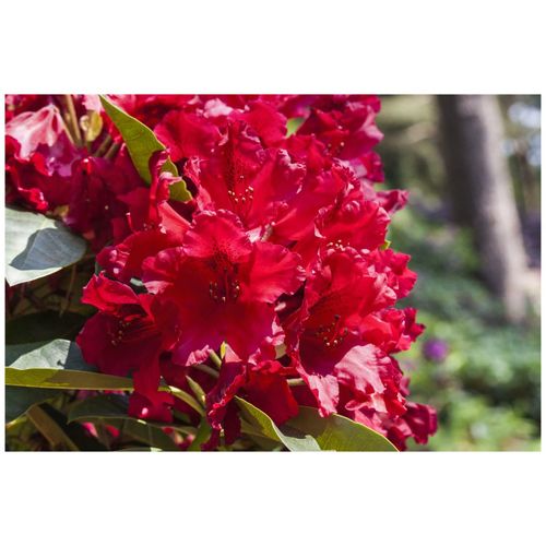 Rhododendron Hybr. 'Rabatz' -R-, INKARHO, rot, 30–40 cm