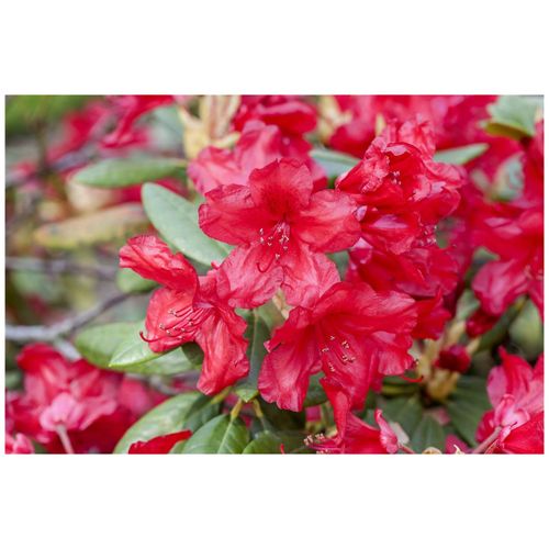 Rhododendron yakusimanum 'Bohlkens Roter Stern', rot, 40–50 cm