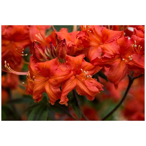 Rhododendron luteum 'Balzac', gelb, 40–50 cm
