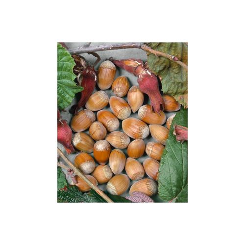 Corylus avellana 'Webbs Preisnuß', Haselnuss, 60–100 cm