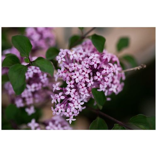 Syringa meyeri 'Red Pixie', Zwergflieder, rot, 125 cm Stammhöhe