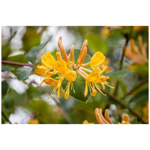 Lonicera tellmanniana, Geißblatt, orange-gelb, 150–200 cm
