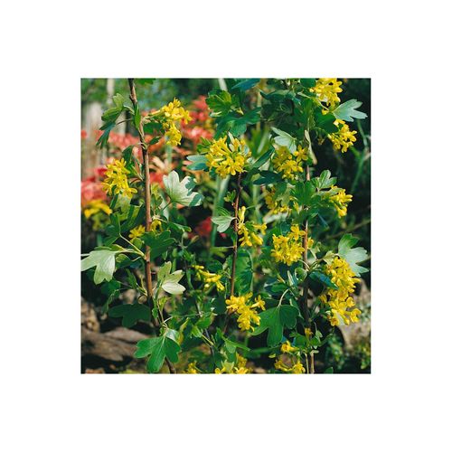 Ribes alpinum, Alpen-Johannisbeere, 60–100 cm