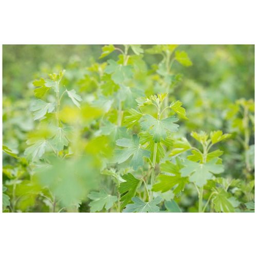 Ribes aureum, Gold-Johannisbeere, 60–100 cm