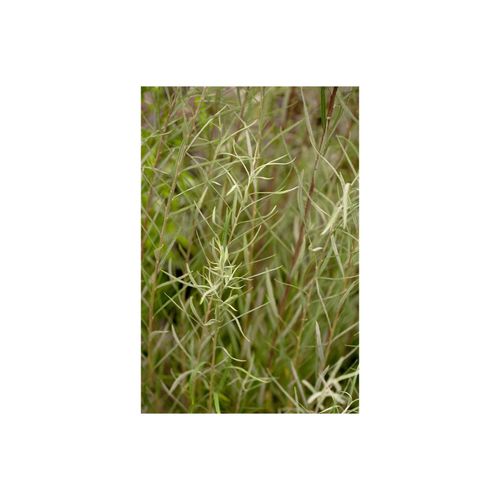 Salix rosmarinifolia, Rosmarin-Weide, 60–100 cm
