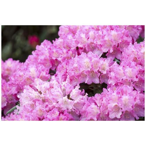 Rhododendron yakushimanum 'Kalinka', rosa Blüten, 30–40 cm