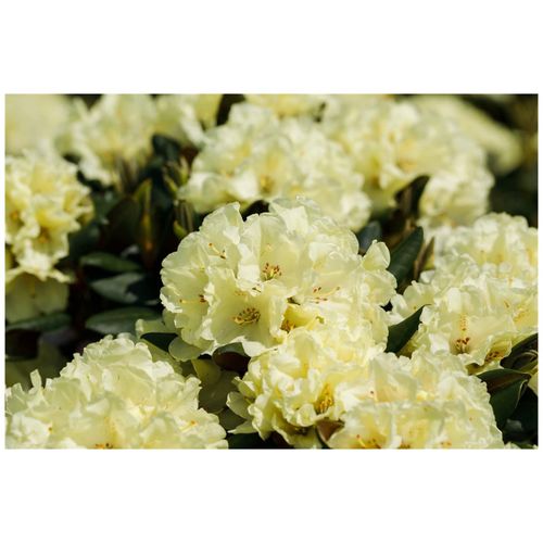 Rhododendron yakushimanum 'Centennial Gold', gelb, 30–40 cm