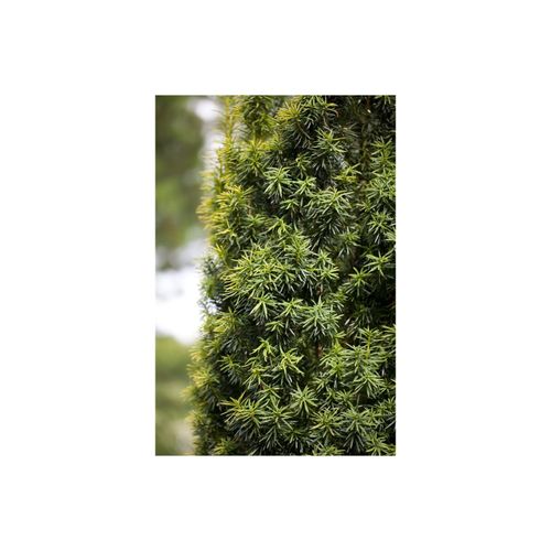 Taxus baccata, Eibe, immergrün, 20–30 cm