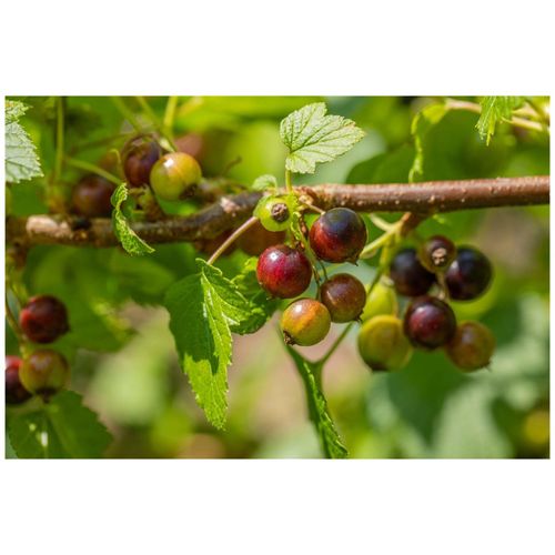 Ribes nigrum 'Ben Sarek', Schwarze Johannisbeere, 40–60 cm