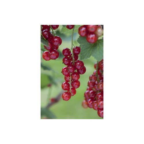 Ribes rubrum 'Rosetta', Rote Johannisbeere, 40–60 cm