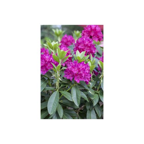 Rhododendron Hybr. 'Renata', Rhododendron, rot, 30–40 cm