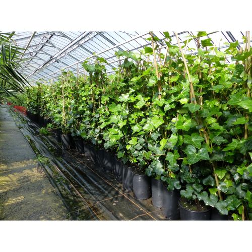 20 Stück Efeu Hedera helix 85 - 105 cm Heckenpflanze winterhart Kletterpflanze Hecke Sichtschutz blickdicht