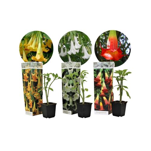 Plant in a Box - Engelstrompete - 3 Stk - Brugmansia - Höhe 25-40cm - Topf 9cm