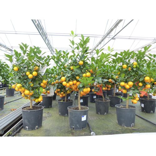 Calamondin Stamm Busch Orange Citrus Mitis 70 - 80 cm Orangenbaum Calamondino Kalamansi