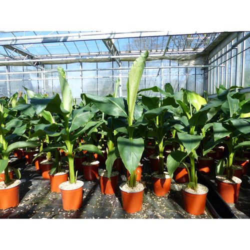 Bananenstaude Musa Basjoo 80 - 100 cm winterhart Staude japanische Faserbanane