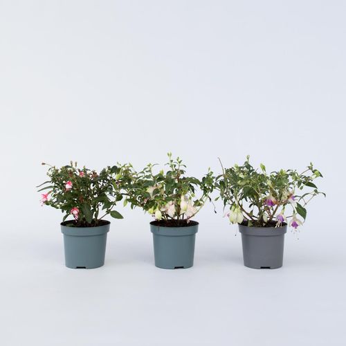 Plant in a Box - Fuchsie - 6 Stk - Fuchsia magellanica - Höhe 10-20cm - Topf 9cm