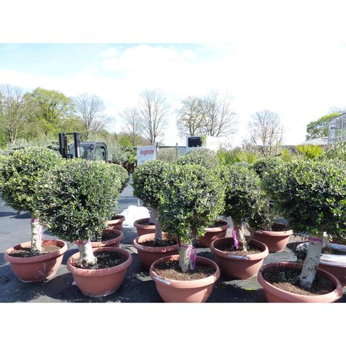 Bonsai Kugel Olivenbaum 140 - 170 cm knorrige urige Olive winterhart Olea Europaea Ölbaum