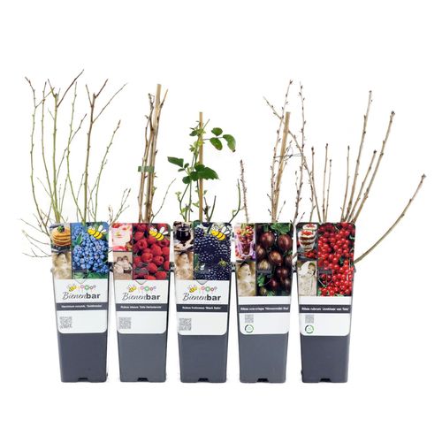 Tchibo - Beerengarten - schwarz